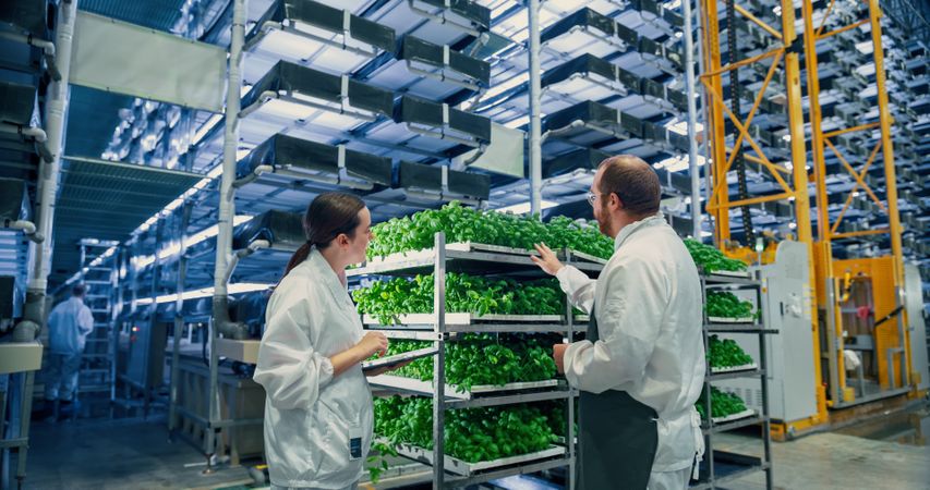 Agricultural Engineer and a Young Female Scientist Discussing Basil Leaves Quality a Modern Vertical Farm. Gardening Expert Providing Technical Advice for Growing Sustainable Green Produce