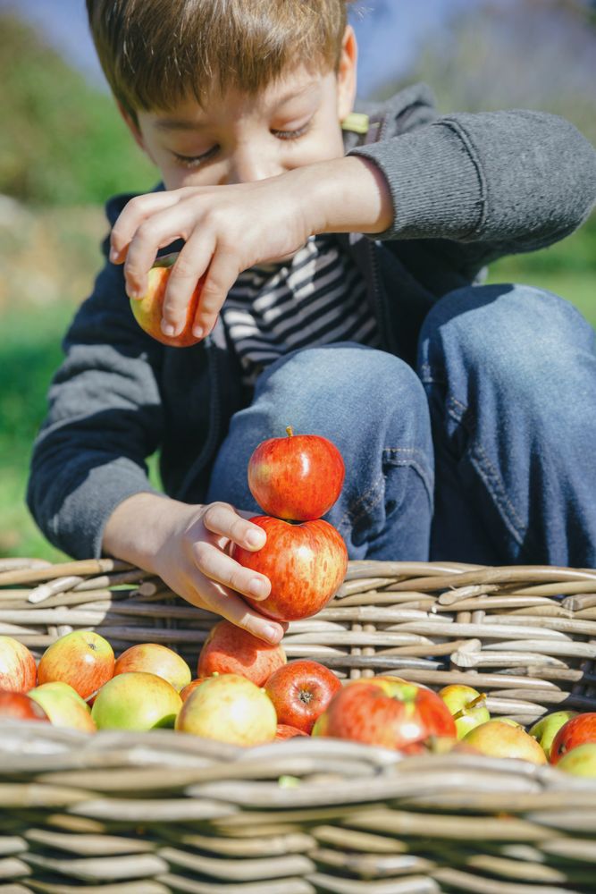 Happy boy playing with apples over a wicker basket