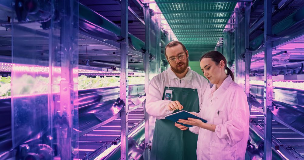 Agricultural Engineer and a Young Female Scientist Discussing Vegetable Plant Quality at a Modern Vertical Farm. Gardening Expert Providing Technical Advice for Growing Sustainable Green Produce