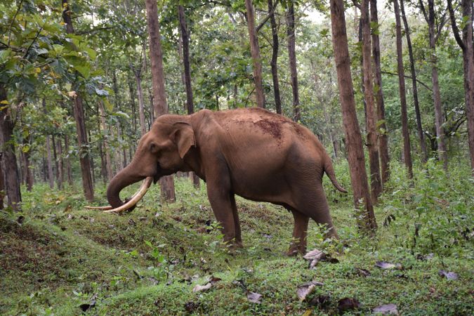 Brown elephant surrounded by green-leafed trees