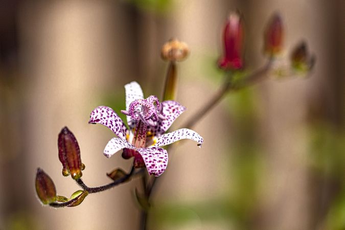 Toad lily flower in bloom on stalk with buds outside with copy space