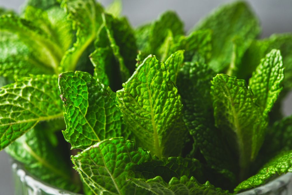 Photo detail of fresh mint leaves