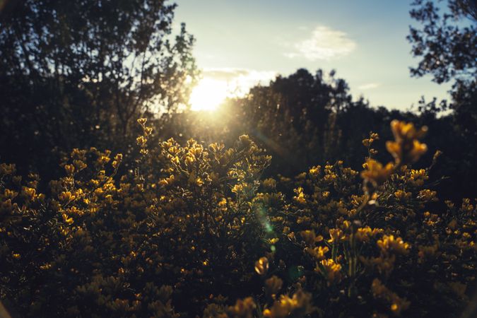 Bright sunrise through branches of trees