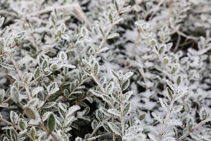 Morning frost, green frozen plant leaves.
