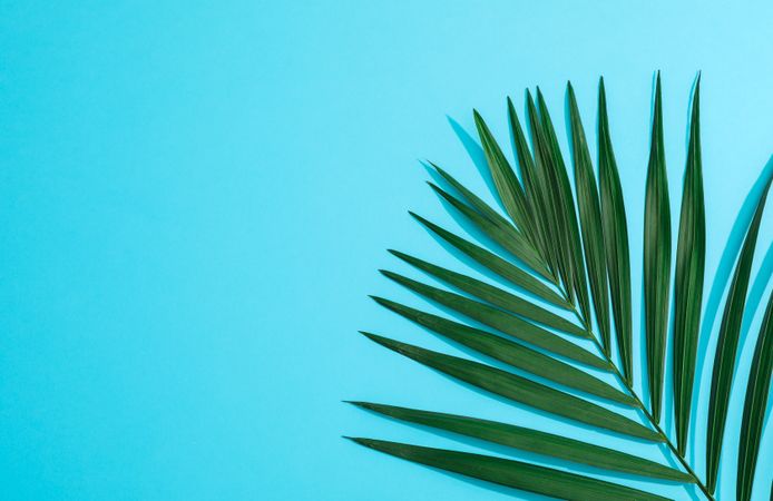 Beautiful tropical palm leaf on color background, space for text