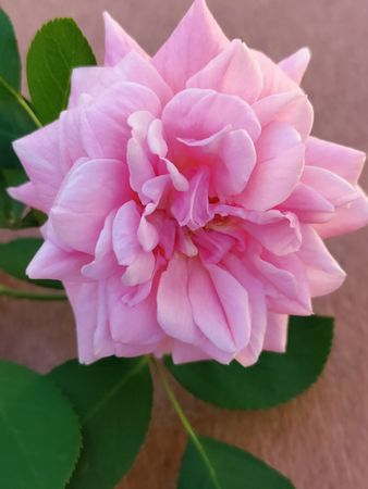 Pink pearl rose with leaves