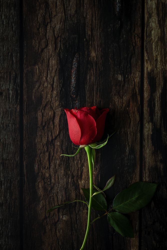 red roses with dark background