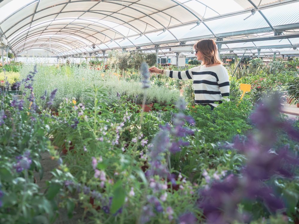 Female choosing plants for garden on flower market