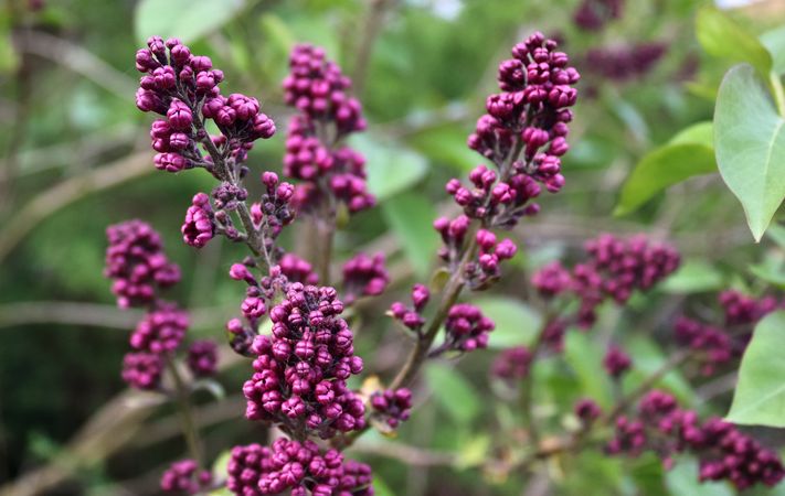 Beautiful flowers in a european garden in different colors