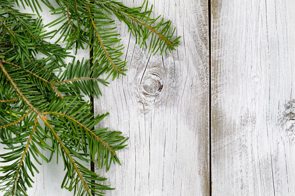 Grand fir branch on rustic wooden boards