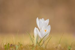 Small flowers budding