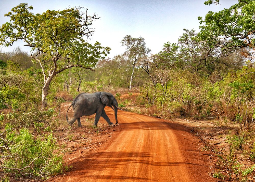 Elephant on the road