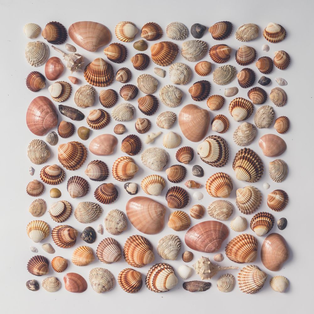Seashells arranged in square on background