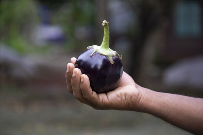 A small eggplant in the farmer's hand with a shallow depth of field