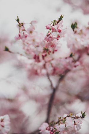 Cherry blossom tree in close-up