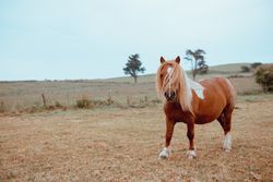 Horse grazing in dry field