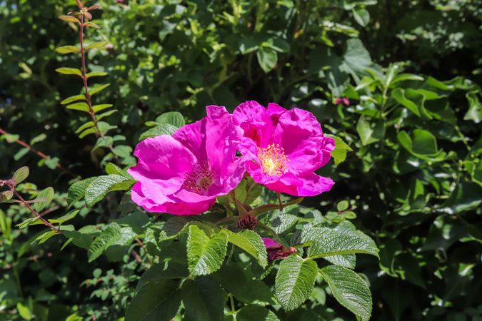 Beautiful flowers in a european garden in different colors