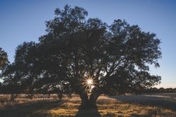 Big green tree on field in summer