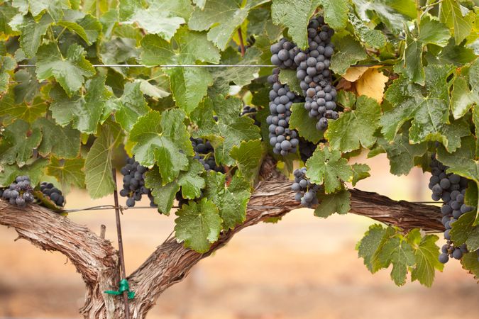 Lush, Ripe Wine Grapes on the Vine