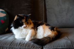 Cat lounging on couch