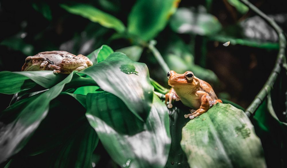 Frogs