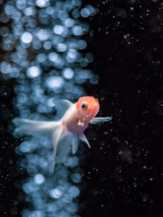 Exotic fish in aquarium