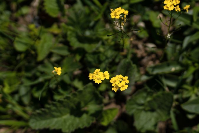 Cluster yellow wildflowers growing among green leaves
