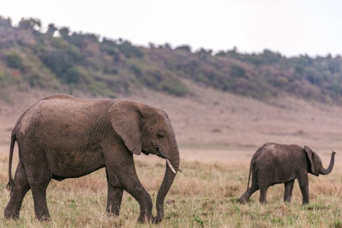 Elephant and calf walking on green grass field