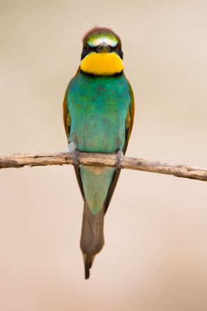 Bird standing on tree branch