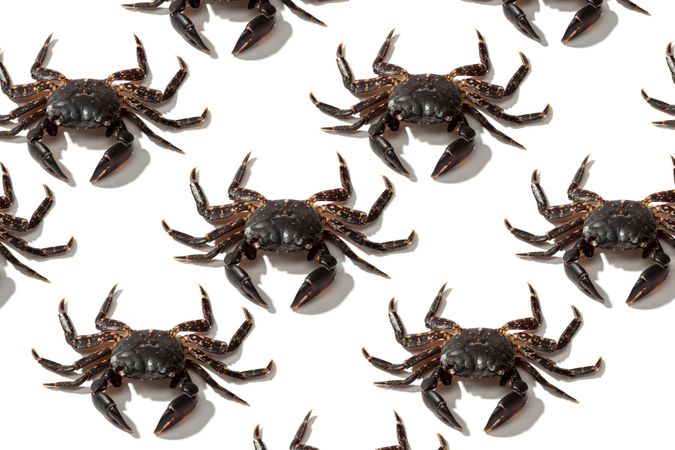 Slender rows of brown crabs on plain surface