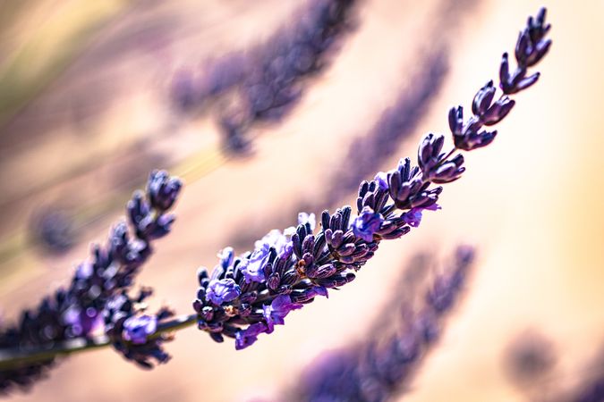 Side view of bunch purple lavender flowers with selective focus
