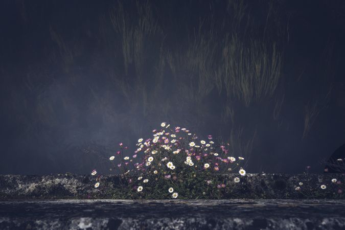 Bush of delicate flowers against gray wall