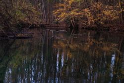 Yellow trees and leaves surrounding a pond in a forest