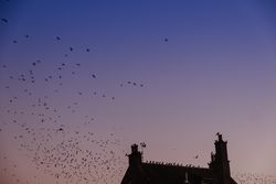 Birds flying around cottage on evening sky