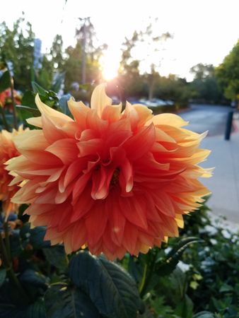 Orange dahlia in sunlight