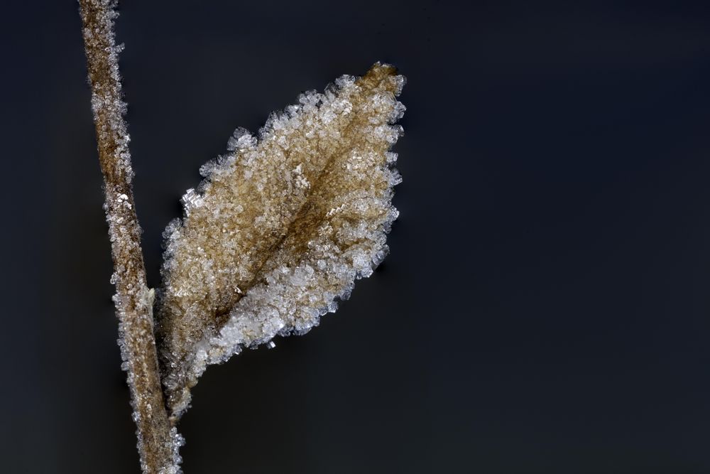 Leaf in the wintertime with frost
