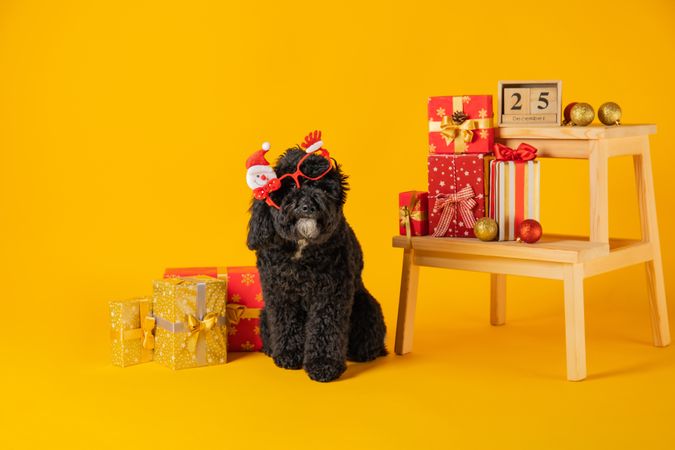 Concept of Merry Christmas, funny Christmas dog