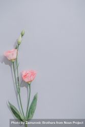 Creative flat lay composition with spring flowers and gray background 0gAEj4