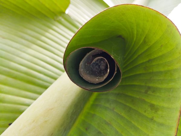 banana skipper hiding in banana leaf