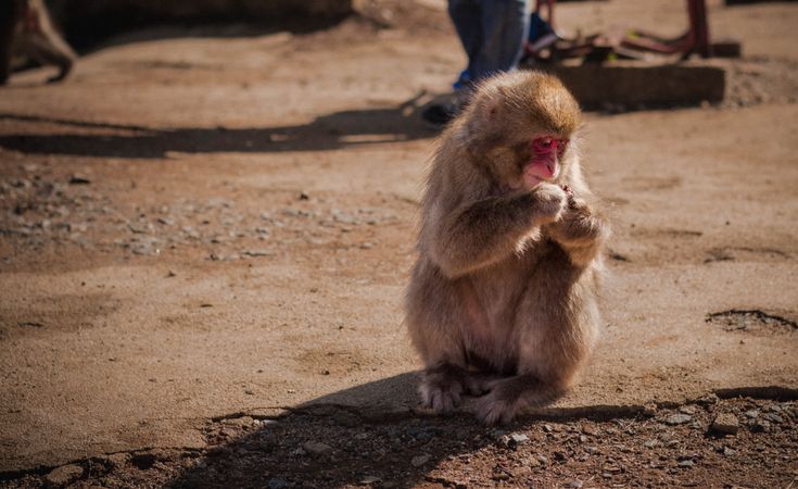 Monkey