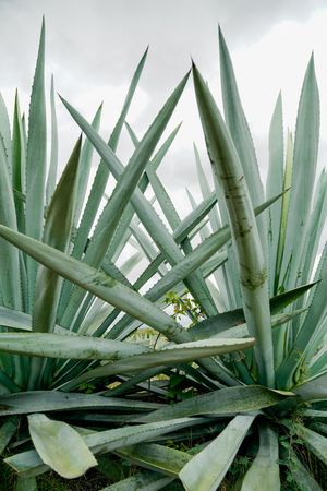 Long succulent plant leaves