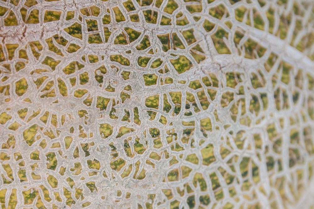 Closeup texture of cantaloupe melons