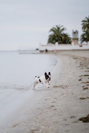 Dog running on beach near sea