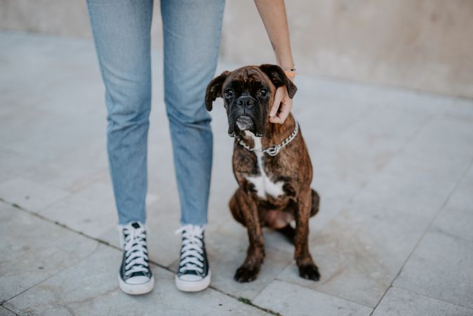 Playful cute dog standing with human support