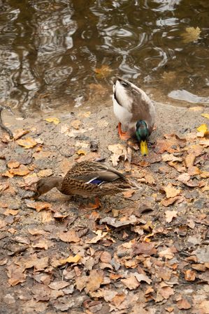 Two ducks by shoreline