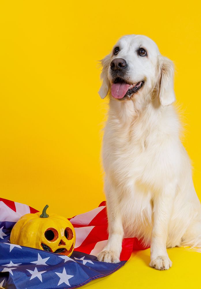 friendly dog covered with American flag with pumpkin