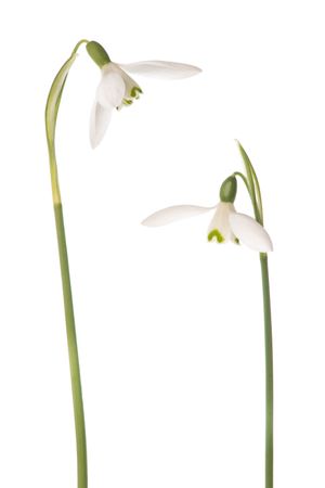Two blooming snowdrop flowers on a blank background
