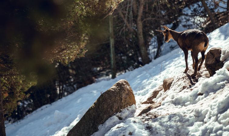 Goats pasturing on hill between snow