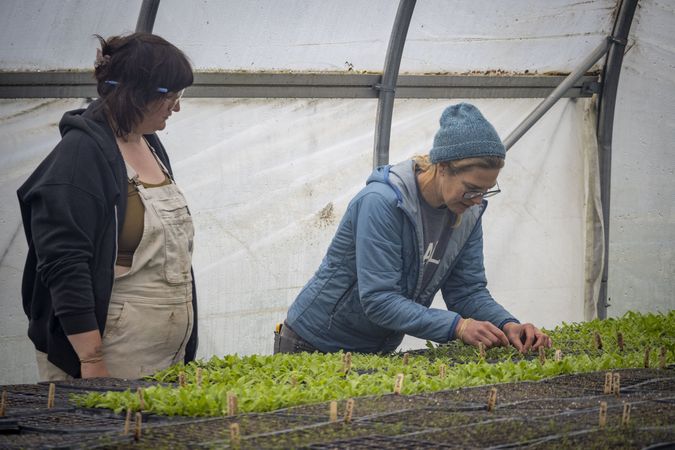 Copake, New York - May 19, 2022: Two women labelling shrubs in greenhouse