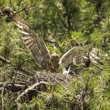 Eagle near newborn bird in nest